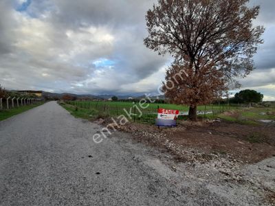 Dikili Salihler Mahallesi 5 Dönüm Satılık Tarla