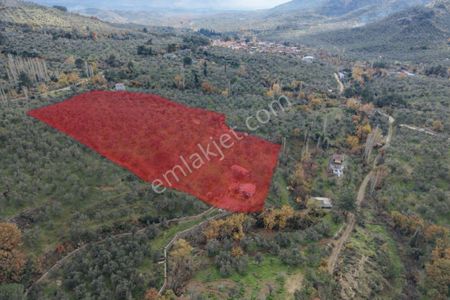 Mera Emlaktan Dereli Köyünde Ev+dam+su+ Mevcut 9.775m2 Zeytinlik