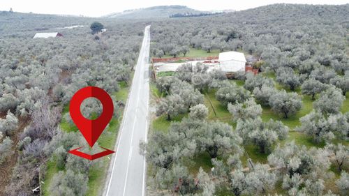 ▀▄mera Emlaktan Tuzcumurat Mh. Asfalta Cephe 427m2 Zeytinlik