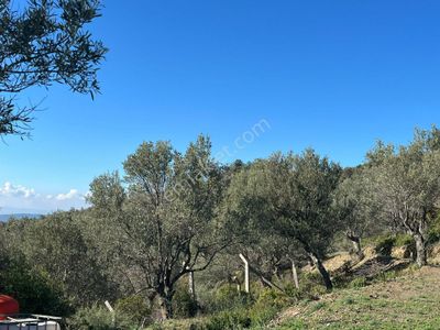 Seferihisar Gölcük Satılık 7 Dönüm Yatırımlık Fırsat Zeytinlik