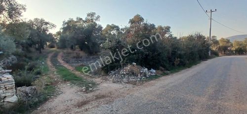 Milas Söğütcük De 1122 M2 Yola Cepheli,yatırım Yaşam Fırsatı!