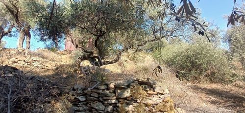 Milas Çiftlik Yatırıma Uygun Yola Yakın 5640 M2 Zeytinlik