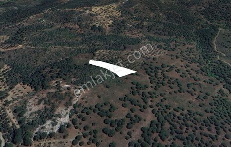 Golden Globy, Burhaniye Hacıbozlar'da Satılık 3 Dönüm Zeytinlik