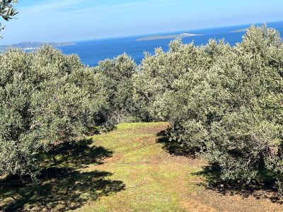 Bandırma Sahilyenice Köyü 1381m2 Satılık Tarla