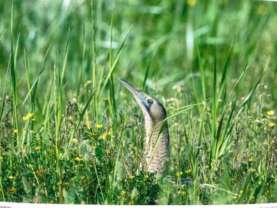 Yeni Karakuy U Da Satılık Arsa Doğa Manzaralı