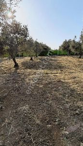 Balıkesir Gömeç Mh Lesinde Zeytinlik