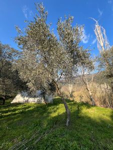 Ödemiş Bülbüller Köyü Yanyana 2 Parsel Fırsat-bağbahçe