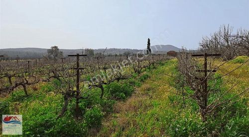 Aydın Kuşadası Çınarköyü Kahvederesi Mevkisi