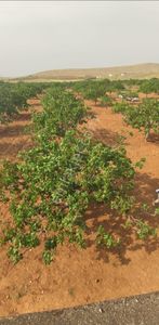 📍nf Emlaktan Satılık 50 Yaşında Fıstıklık Tarla