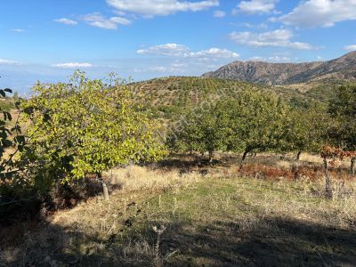 İzmir Tirede Satılık Meyve Bahçesi