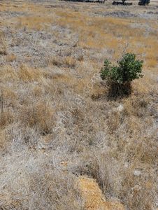 Uşak Karahallı Satılık 16.000 M2 Fırsat Yatırımlık Tarla