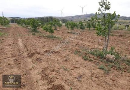 Hg-097 Tepebaşı Eğriöz'de Yola Cephe 3 Parsel Ceviz Bahçesi
