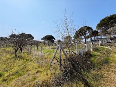 Torbalı Ormanköy Mah Satılık 684 M2 Zeytinlik Bahçe