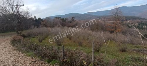 Bolu Mudurnu Bektemirler Köyü Akçaalan Mah. Satılık Fındık Bahçe
