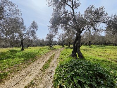 Onmax Balıkesir Havran Hamambaşı Mahallesi Satılık Zeytinlik