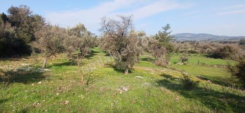 Milas Söğütcükte Yola Cepheli 847 M² Fırsat Parseller