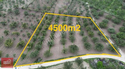 Soma Emlak* Öveçli Altı Şahane Zeytinlik