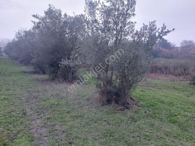 Bursa'da Köyiçi İmarlı Arsa + Tarla Toplam 7000 M2