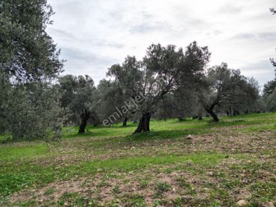 Ayvalık Sakarya’da Yatırımlık Zeytinlik – Asfalta Yakın Konum