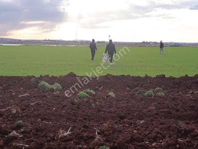 Arif Emlaktan Satılık Oğuzeli Sütlüce Köyünde Tek Tapu Arazi