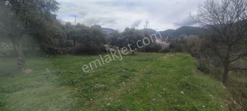 Elvan Özçelik'den Ören Kalem'de Satılık Zeytinli Tarla