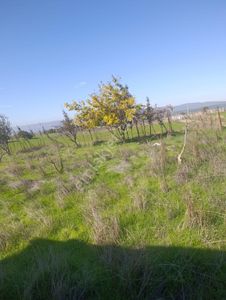 Bursa Kılıç Tan Karacabey Canbaz Köyde Satılık 1070m2 Tarla