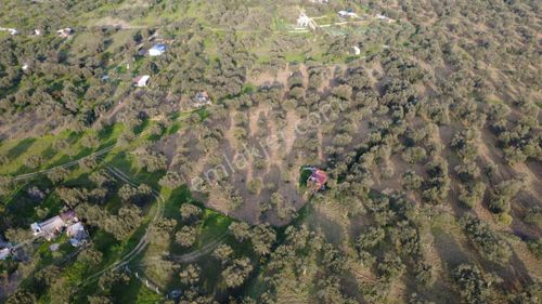 Aşağışakranda Uygulama İçerisinde İmara Açılacak 2400m2 Zeytinli