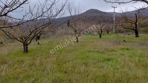 Uzmanlar'dan Akçat 1164 M2 Satılık %5 İmarlı Meyve Bahçesi