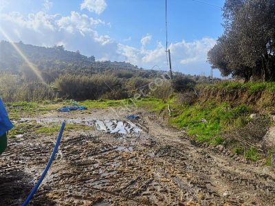 Oflaz Emlaktan Satılık 1.5 Dönüm Tek Tapu Tarla