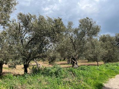 C21 Bal'dan Balıkesir Ayvalık Küçükköy’de Satılık Zeytinlik