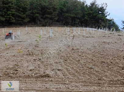 Uluoba'dan Bilecikte Hazır Kurulu Bahçe