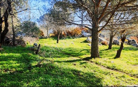 Deniz Gayrimenkul'den Ayvalık Bağyüzü'nde Satılık Fıstık Çamlığı