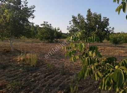Gelibolu Yarımadasında Sahibinden Satılık Cevizlik Ve Zeytinlik