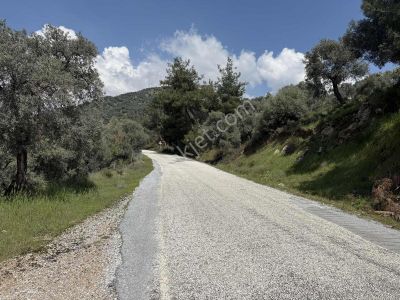 Remax Pin'den Danişmentte 4381 M2 Ana Yola Cephe Zeytinlik