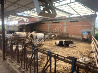 🐄tetik Emlak’tan Aydın Nazilli Kuyucak’ta Anahtar Teslim Modern Süt Ve Besi Çiftliği 🐄