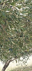 Bozdoğan Koyuncular Mahallesinde Satılık 7 Dönüm Zeytinlik