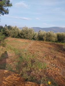 Sahibinden Satılık Çookkelepir Talara İznik Çiçeklide 1330 Mt Kköye400 Mt İznikke 5 Klmtre