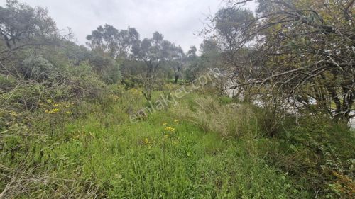 Elvan Özçeli'den Ören Dereköyde Satılık Bahçe