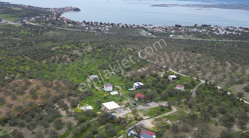 Aliağa Aşağışakranda Satılık Zeytinlik