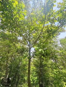 Tuğram Dan Kayış Köyünde Satılık Bahçe