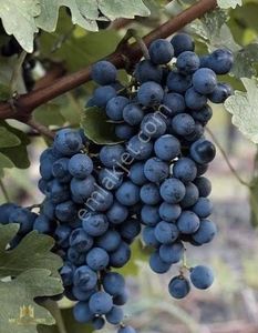 Satılık Üzüm Bağı 5800 Metrekare Mete Mermer'den