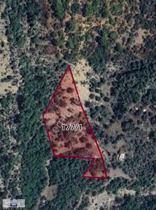 Antalya Manavgat Karabucakta 80 Zeytin Ağaçlı Satılık Tarla