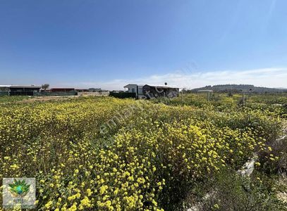 Pasifikten Menderes Kısıkta Eletrik & Suyu Olan 275 M² Bahçe