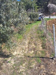 Köy İçi Tek Tapu Zeytinlik