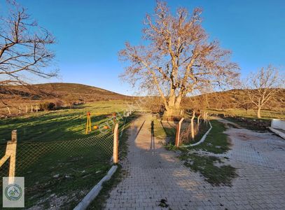 Mahalle Dibinde,piknik Alanı,çeşme Dibinde Üzüm Bağı Çal Ortaköy