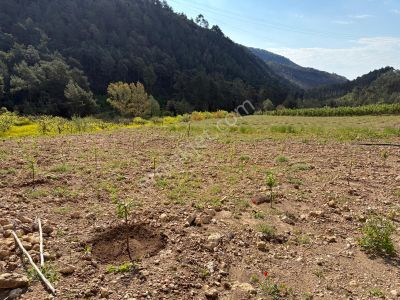 Sahibinden Mezitli'de Satılık Erik Bahçesi