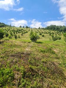 Hendek Yeşilyayla Köyünde Suyu Olan Verimli Fındık Bahçesi
