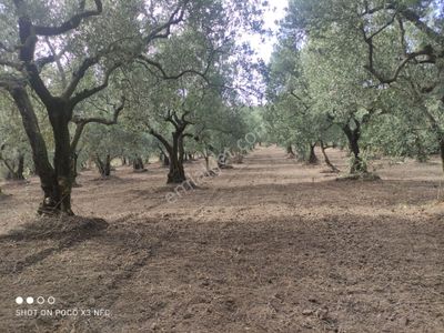 Bursa Mudanya Dereköyde Satılık 5,226 M2 Yola Cephe