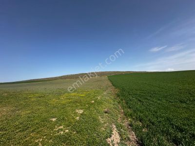 Çorum Sungurlu Akpınar Köyünde Satılık Tarla