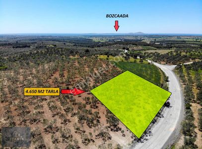 Çanakkale Ezine Üvecikte Satılık Asfalt Cephe Bakımlı Zeytinlik